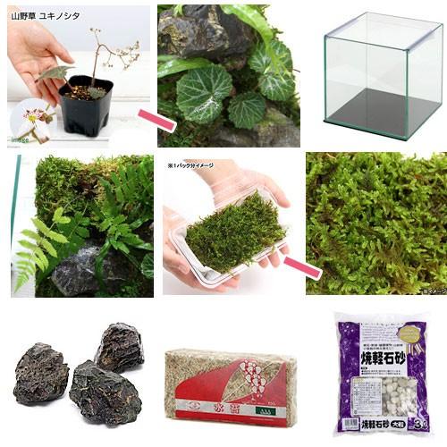 チャーム（charm） （観葉植物）苔テラリウム レイアウトセット