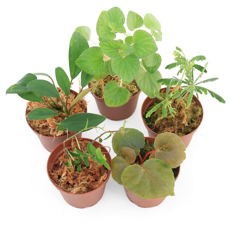 477円 信頼 テラリウム おまかせ熱帯植物 １ポット