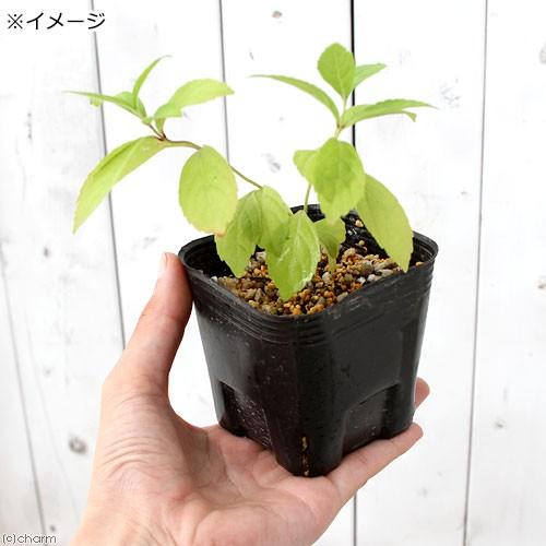 山野草 ムラサキシキブ 紫式部 ３ ４号 １ポット チャーム Charm Paypayモール店 通販 Paypayモール