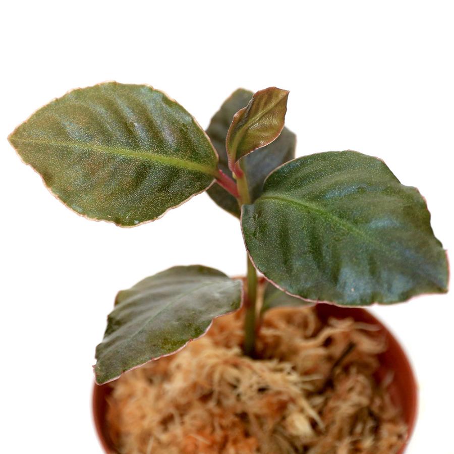 チャーム（charm） （テラリウム）ラビシアsp．ラウンドリーフ