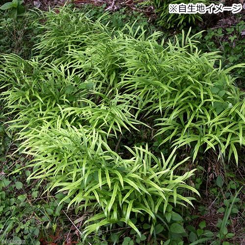 山野草　シダ　羊歯　ウロコノキシノブ　胞子培養株　大 山野草 シダ 羊歯 ウロコノキシノブ 胞子培養株 大