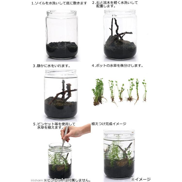 チャーム（charm） （水草）私の小さなアクアリウム 〜ボトル
