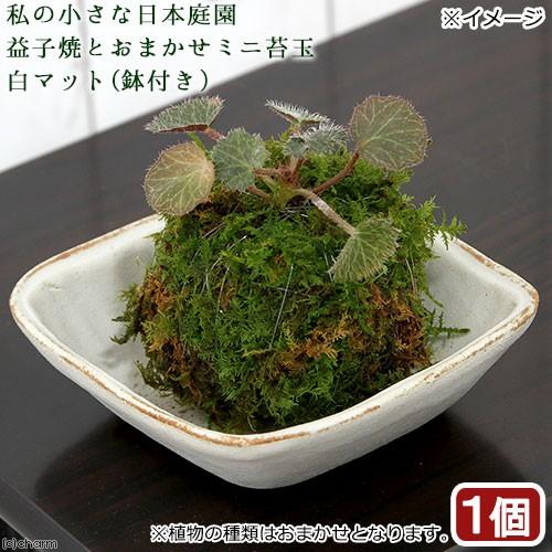 盆栽 欲しいの 苔 私の小さな日本庭園 益子焼とおまかせミニ苔玉 観葉植物 最大43%OFFクーポン １セット コケ玉 白マット