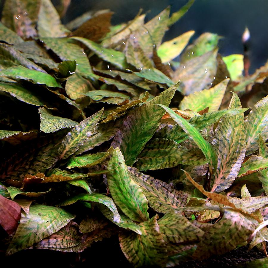 水草）クリプトコリネ ヌーリー ピンクエッジ（水中葉）（無農薬）（1