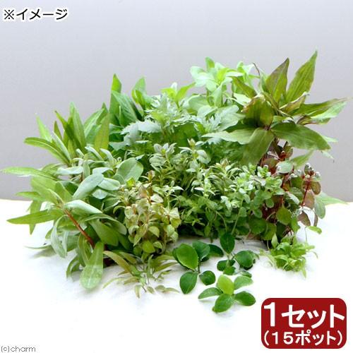 チャーム（charm） （水草）おまかせ水草ミニポット レイアウトセット