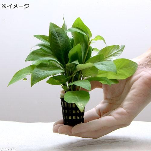 チャーム（charm） （水草）おまかせ水草ミニポット レイアウトセット