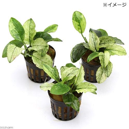 (水草)アヌビアスナナ 斑入り(水上葉)(1ポット分)|chanet|02