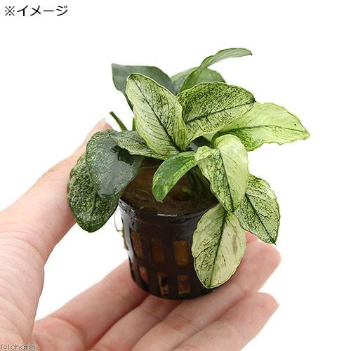チャーム（charm） （水草）アヌビアスナナ 斑入り（水上葉）（1