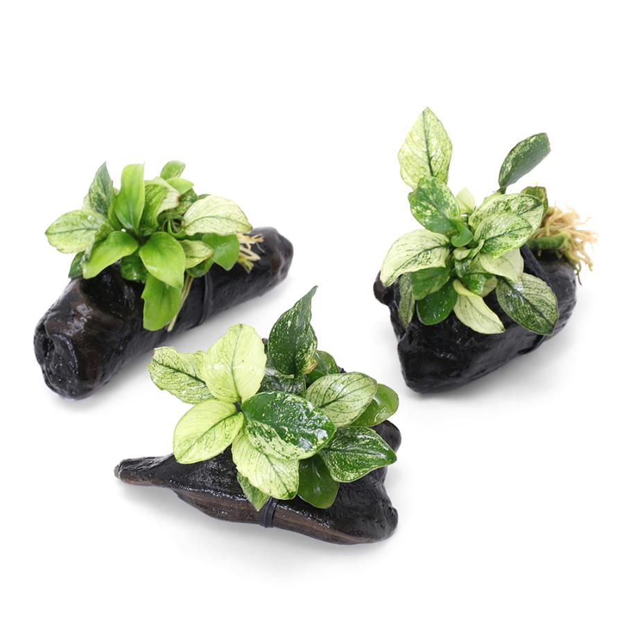 大量無農薬 ボルビティス ヒュディロティ 水草 アヌビアス 観葉植物