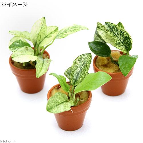 チャーム（charm） （水草）アヌビアスナナ 斑入り プチ素焼き鉢（水上