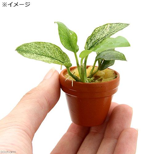 チャーム（charm） （水草）アヌビアスナナ 斑入り プチ素焼き鉢（水上