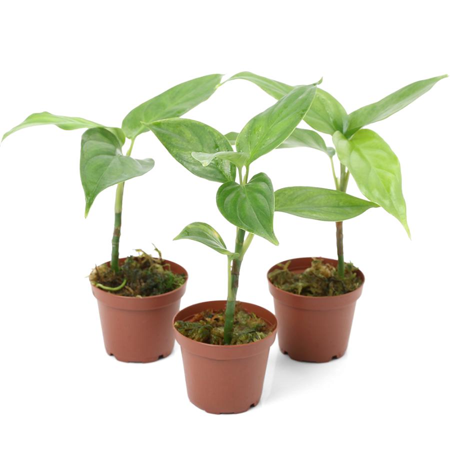 テラリウム）アグラオネマ シンプレックス 実生株 南スマトラ産（1