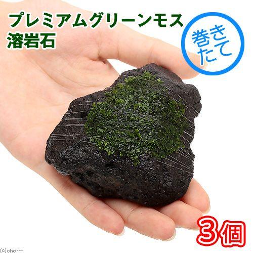 チャーム（charm） （水草）巻きたて プレミアムグリーンモス 溶岩石