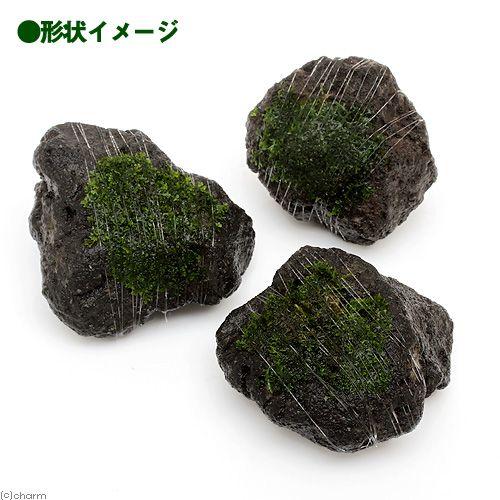 【大量セット】　プレミアムモス付き　溶岩石 チャーム（charm） （水草）巻きたて プレミアムグリーンモス 溶岩石