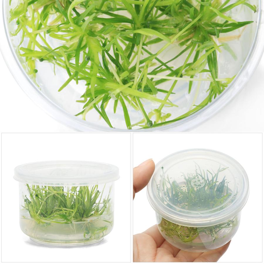 チャーム（charm） （水草）組織培養 エキノドルス テネルス 東南便