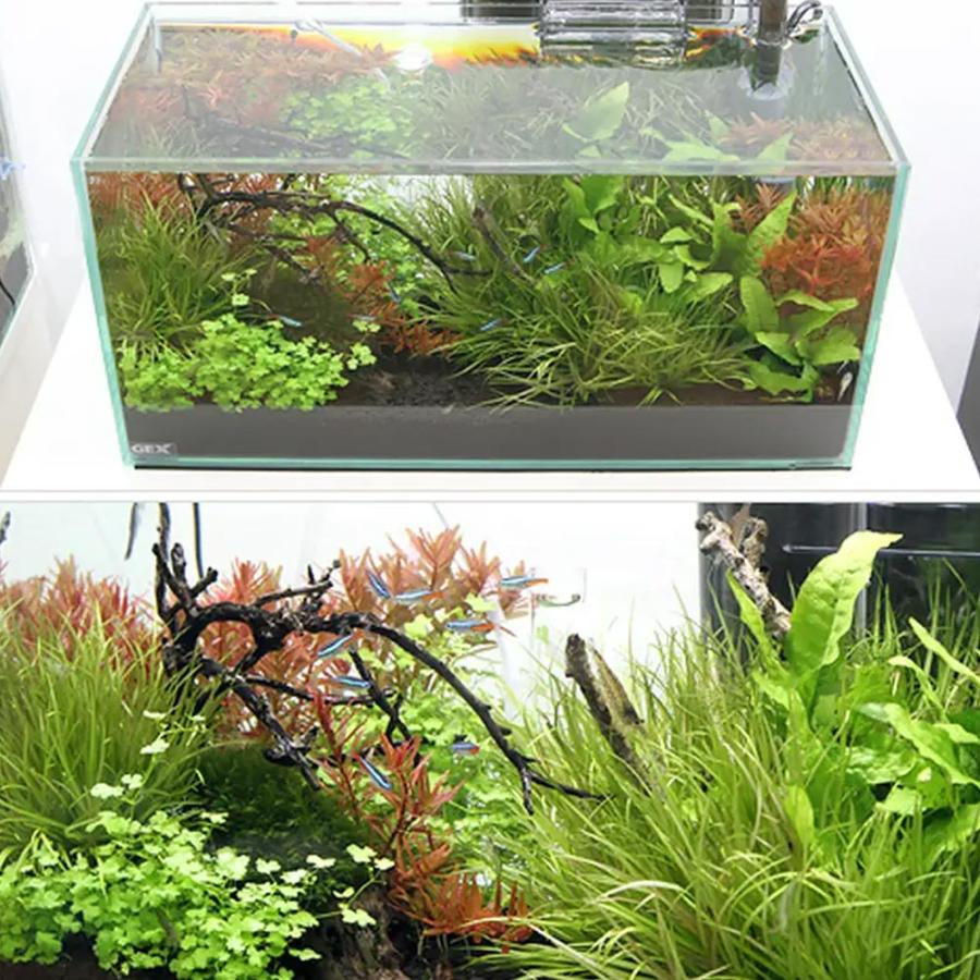 熱帯魚 水槽 フルセット