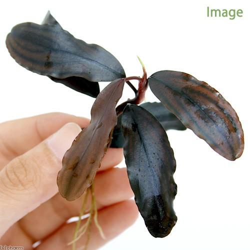 （水草）ブセファランドラｓｐ．Ｃｏｐｐｅｒ　Ｍｅｌａｗｉ（無農薬）（水中葉）（１株）