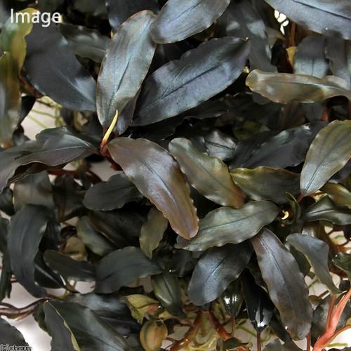 水草）ブセファランドラsp．Copper Melawi（無農薬