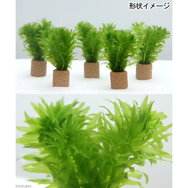 チャーム（charm） （水草）メダカ・金魚藻 国産 ライフマルチ（茶