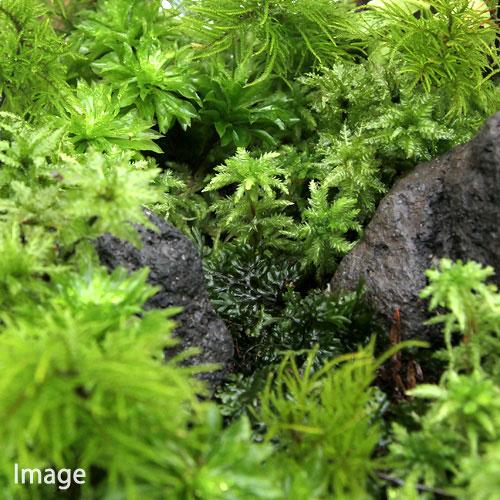 （テラリウム）苔　オオミズゴケ　２パック分 | チャーム（ペット） | 02