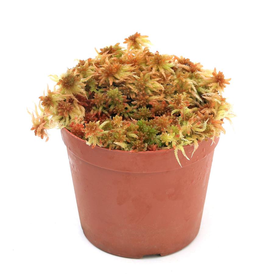 （テラリウム）苔　オオミズゴケ　２パック分 | チャーム（ペット） | 03