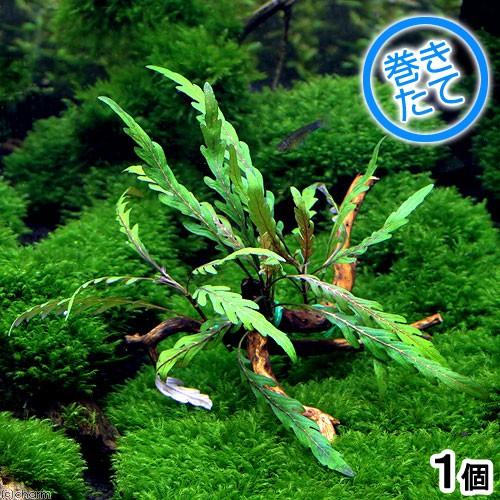 水草 巻きたて ハイグロフィラｓｐ ラトナギリ付き 極上流木 ｓサイズ 無農薬 １本