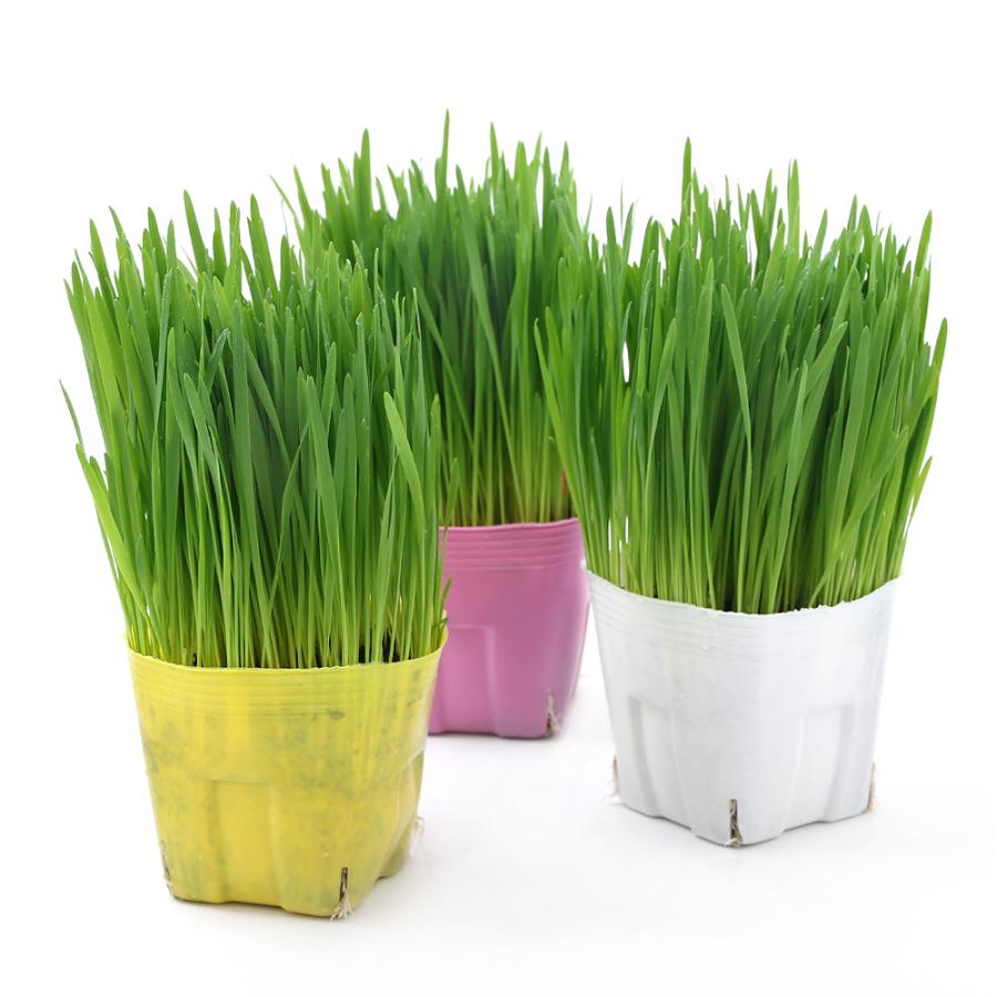 観葉植物 ペットグラス 直径１２ｃｍカラーポット植え 猫草 ネコちゃんの草 燕麦 無農薬 １ポット チャーム Charm Paypayモール店 通販 Paypayモール