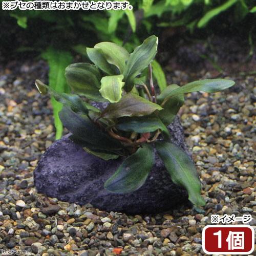 チャーム（charm） （水草）ブセファランドラミックス（3種3株） 穴