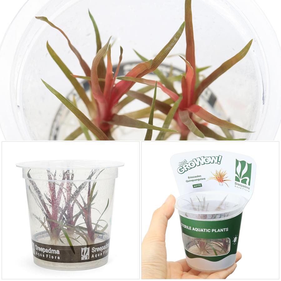 チャーム（charm） （水草）組織培養GROWOW！ ホシクサ キング