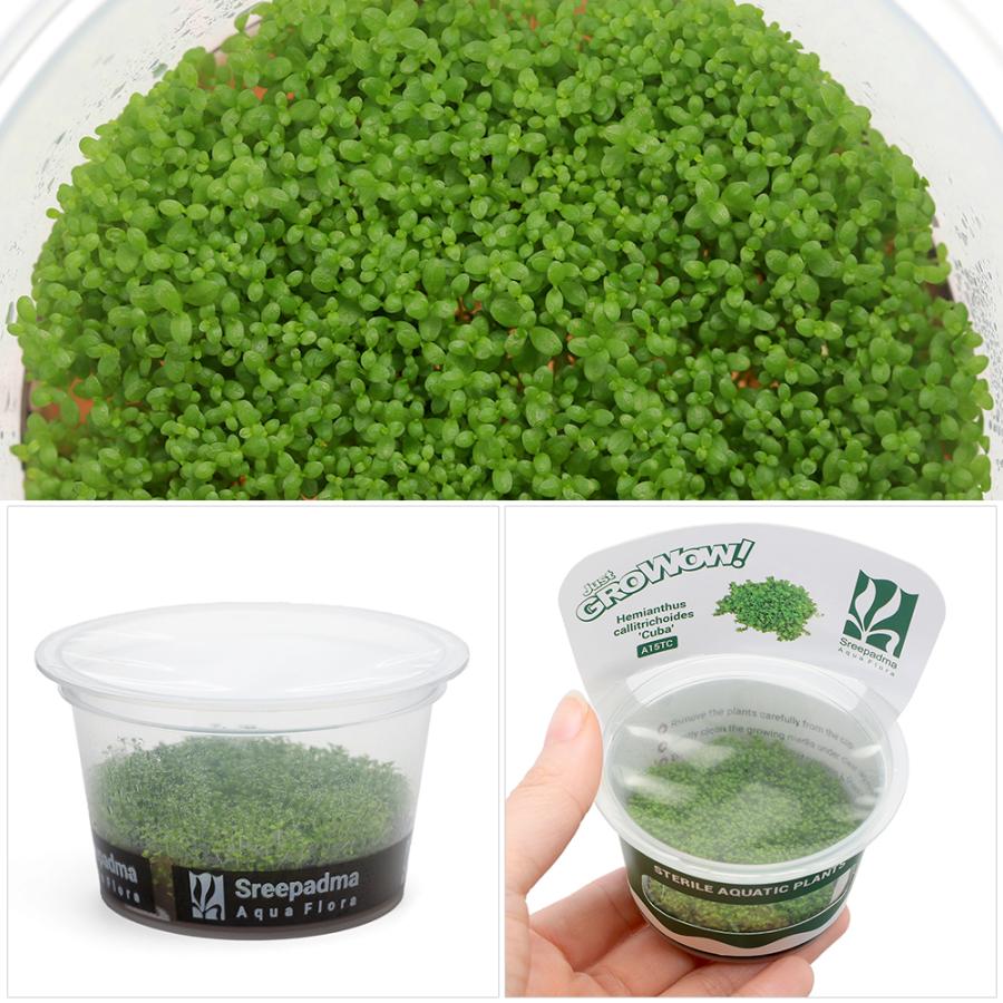 チャーム（charm） （水草）組織培養GROWOW！ キューバパール