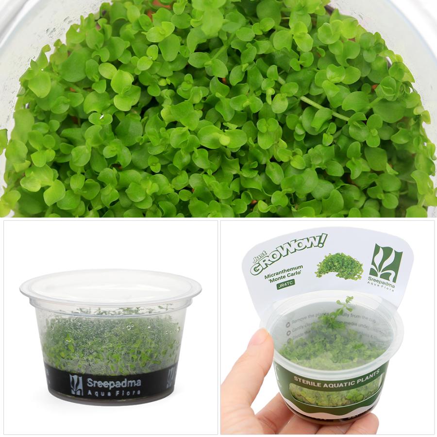【組織培養株】ニューラージパールグラス30個セット 魚用品・水草 【組織培養株】ニューラージパールグラス30個セット