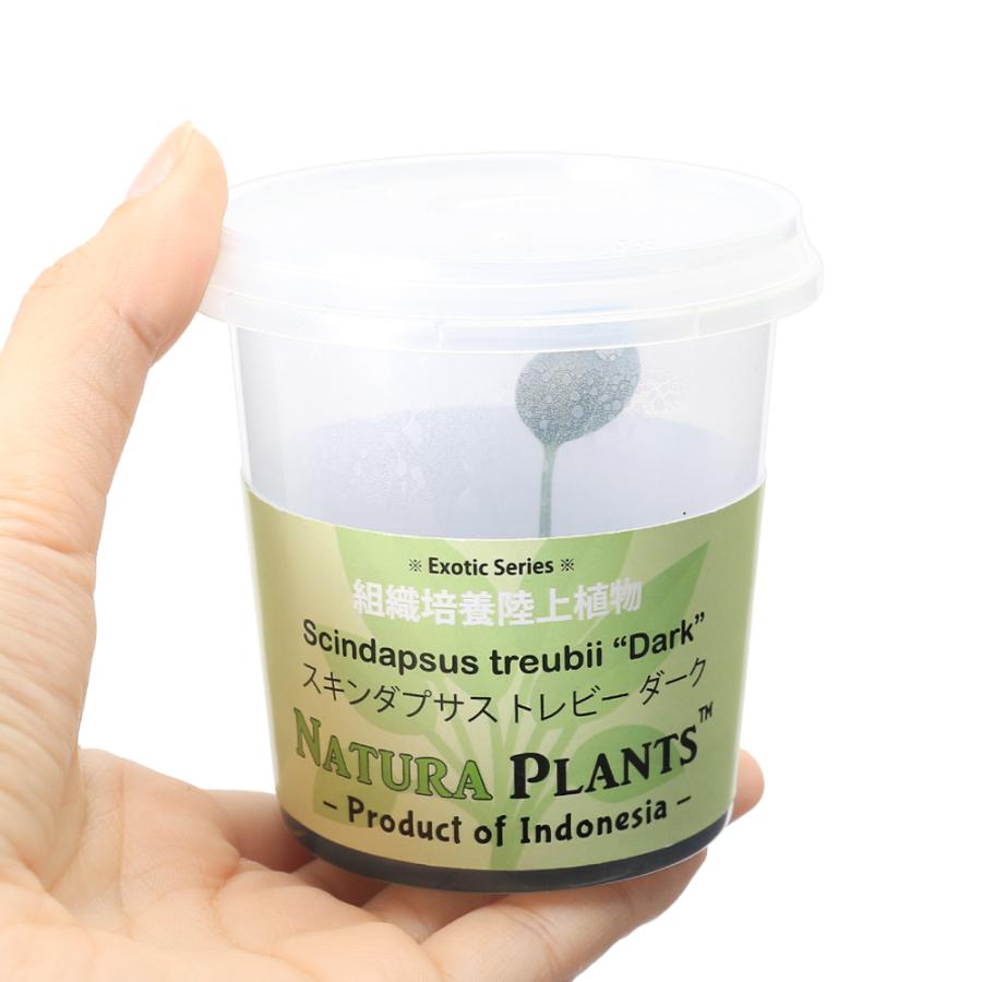 チャーム（charm） （テラリウム）スキンダプサス トレビー ダーク（無
