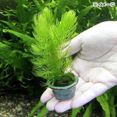 チャーム（charm） （水草）豆鉢入り マツモ（無農薬）（3鉢）メダカ