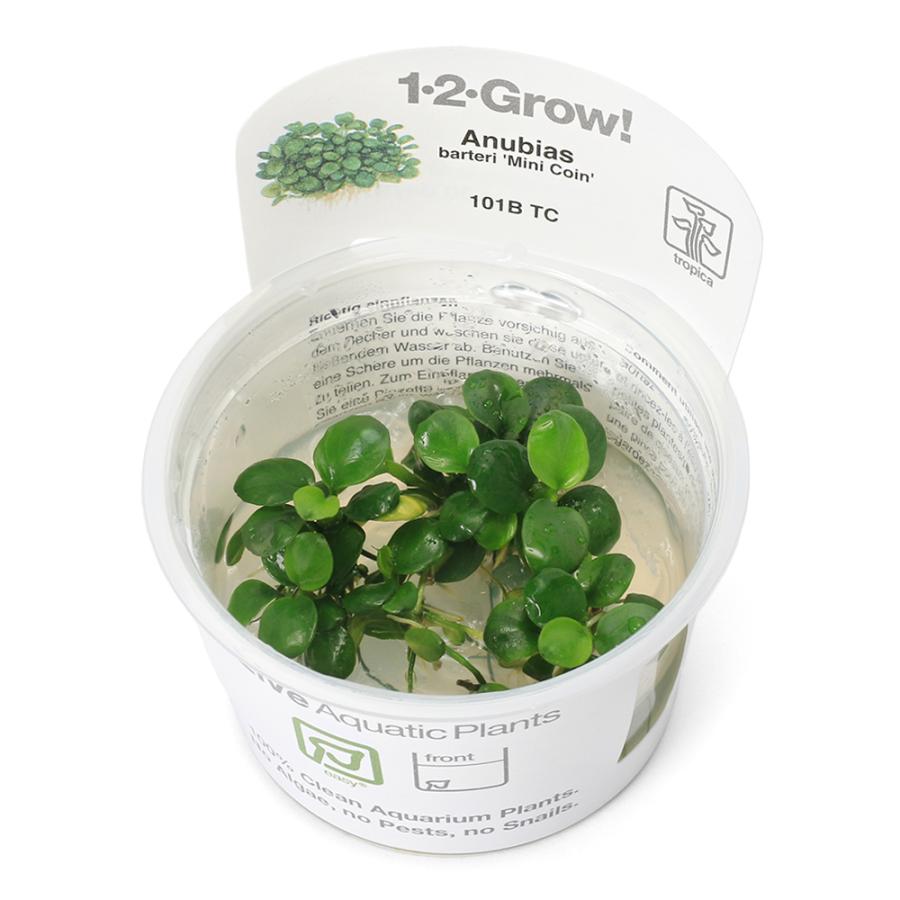 アヌピアス・バリエゲーテッド・キン　2株 水草 アヌビアス バルテリー 【観葉植物 2号】｜ 【植物のITANSE