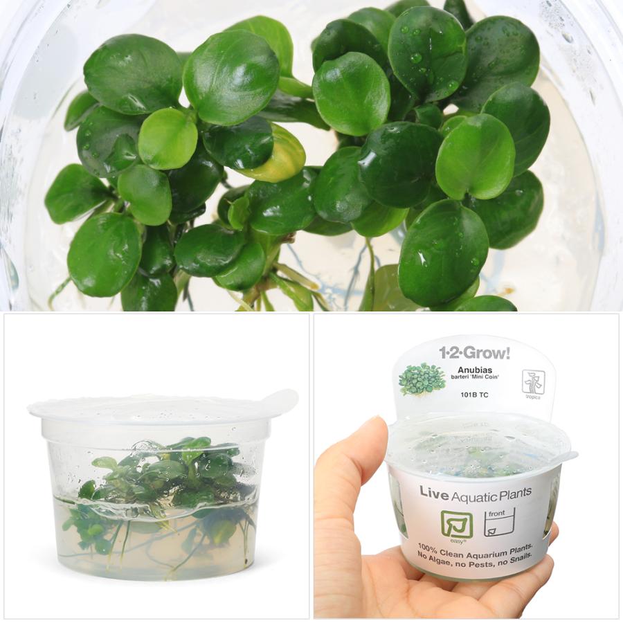 チャーム（charm） （水草）組織培養1−2−GROW！ アヌビアス