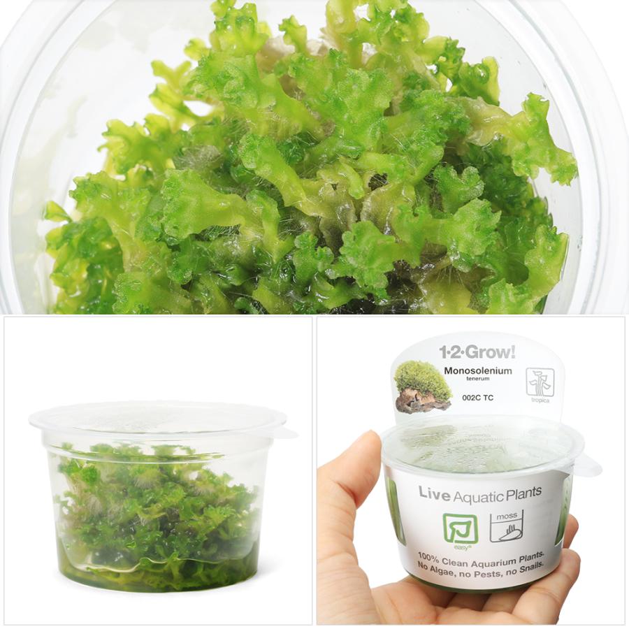 チャーム（charm） （水草）組織培養1−2−GROW！ ヤワラ