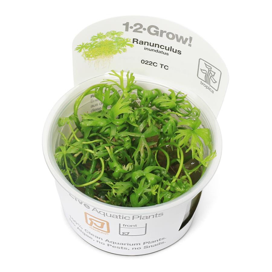 （水草）組織培養１−２−ＧＲＯＷ！　ラヌンクルス　イヌンダタス（無農薬）（１カップ）　北海道・九州航空便要保温 | チャーム（ペット）