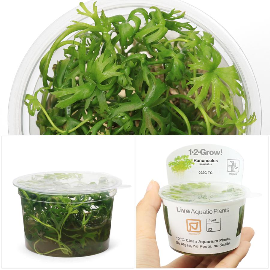 （水草）組織培養１−２−ＧＲＯＷ！　ラヌンクルス　イヌンダタス（無農薬）（１カップ）　北海道・九州航空便要保温 | チャーム（ペット） | 01