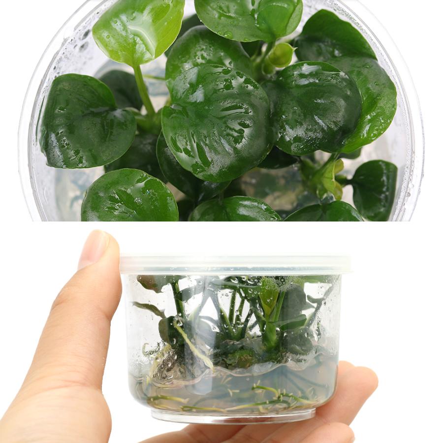 水草）組織培養 アヌビアス バルテリー ラウンドリーフ（1カップ