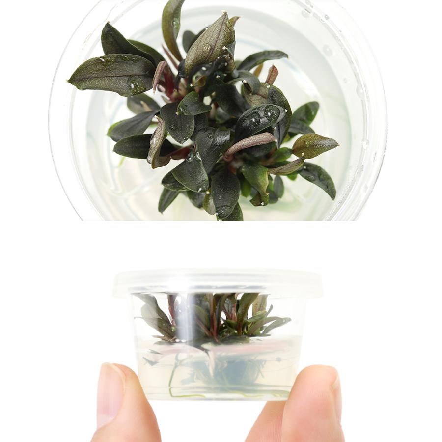 水草）組織培養 ブセファランドラsp．レッドミニ ミニカップ 東南便