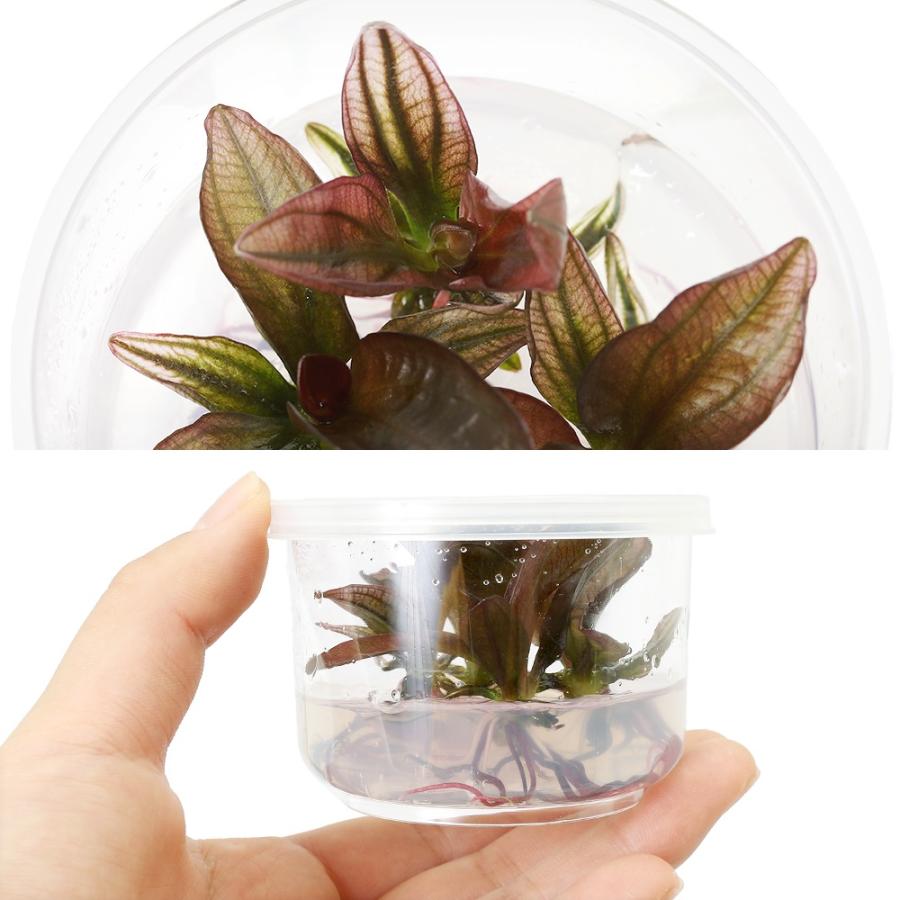 水草）組織培養 エキノドルス レッドカメレオン（無農薬）（1カップ