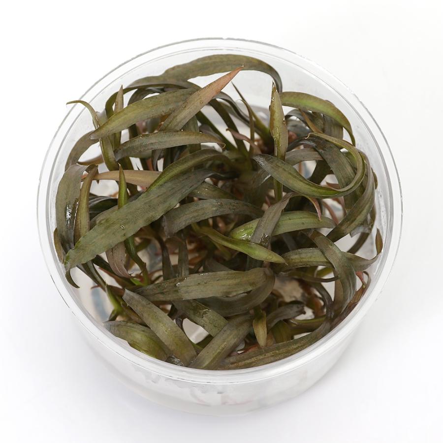 【クリプトコリネ スピラリスタイガー （無農薬／水中葉）】 水草）組織培養 クリプトコリネ スピラリス タイガー（無農薬）（1