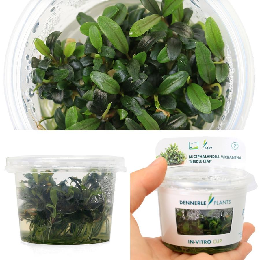 くぅさん専用、ブセファランドラspピナ おまとめセット くぅさん専用