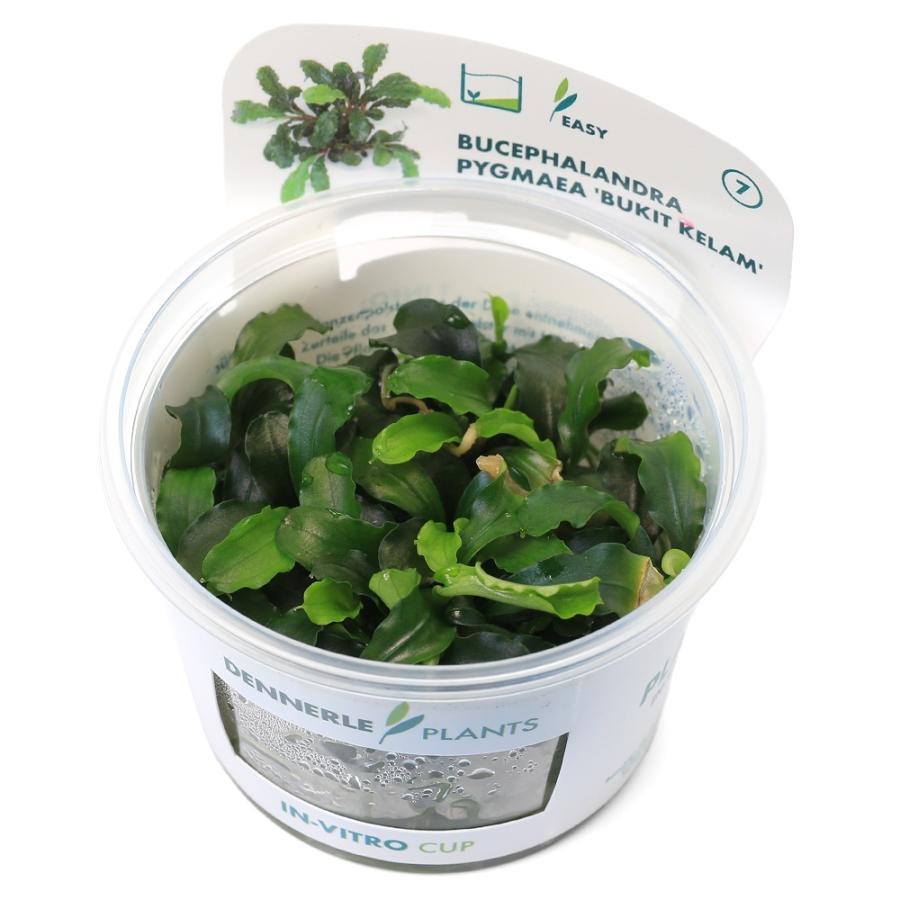 水草）組織培養 デナリー ブセファランドラ ピグマエア 