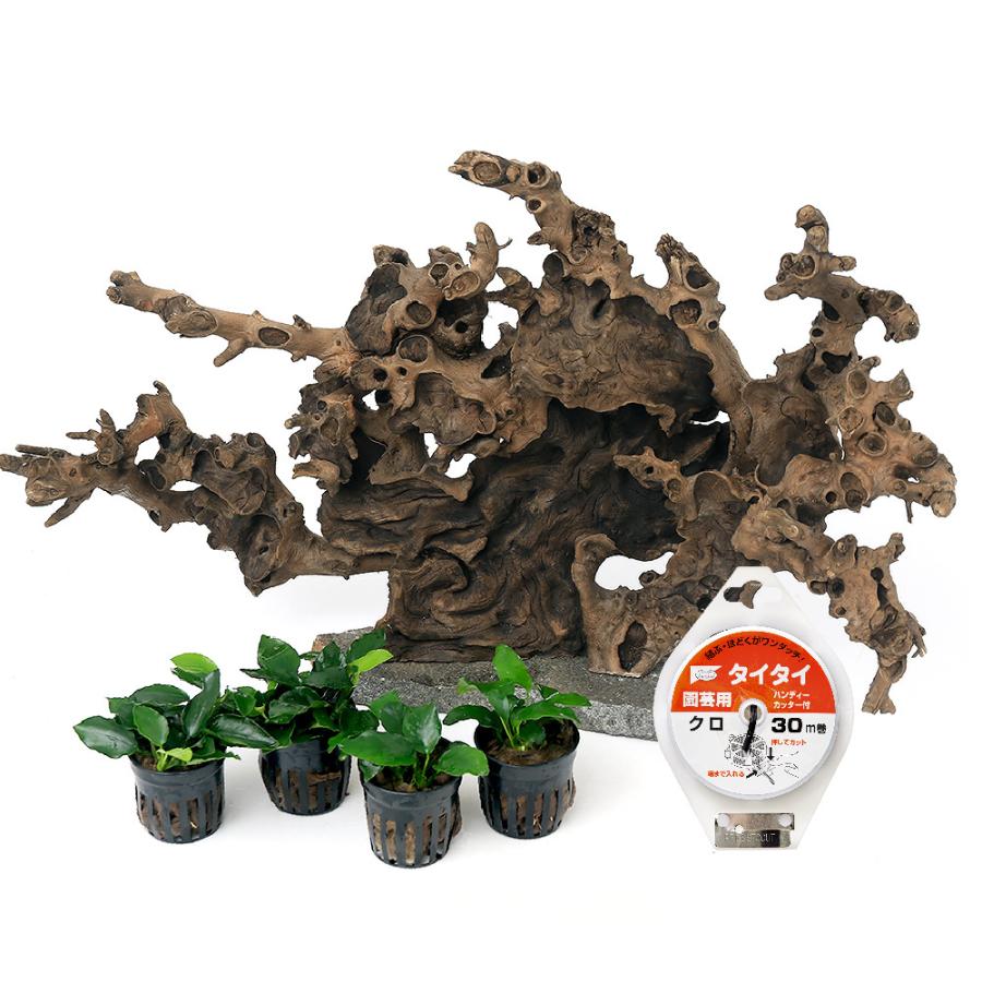 販壳 価格比較 水草 一点物 レイアウト流木と水草セット ｎｏ １２ 水上葉 １セット 本州四国限定 限定でセール価格 Rdsnicaragua Org