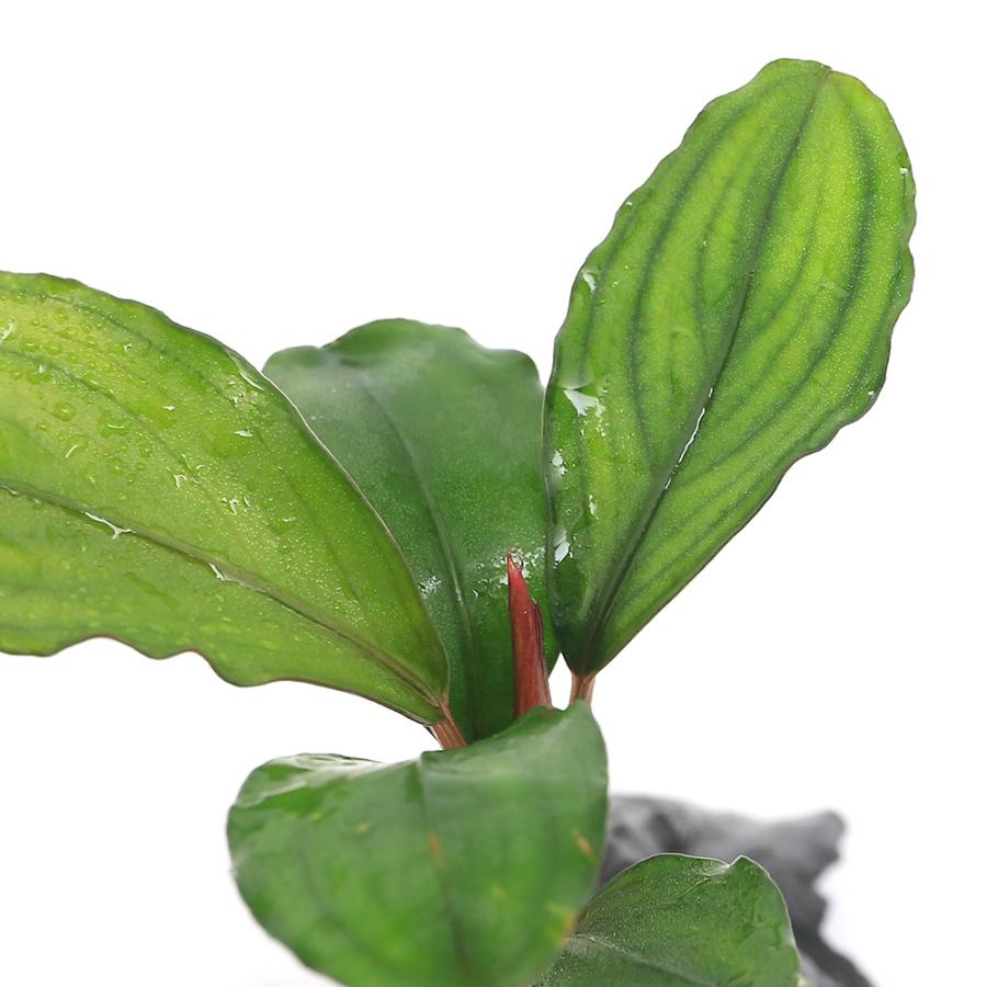 チャーム（charm） （水草）☆活着済☆ ブセファランドラsp