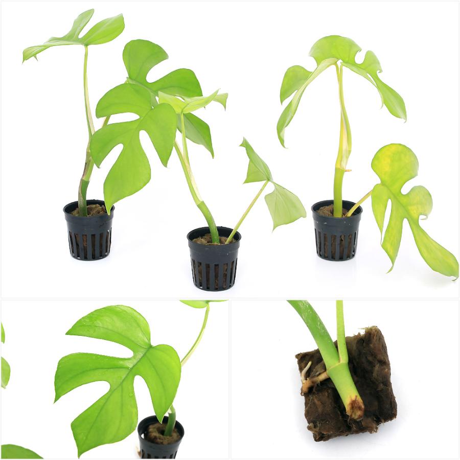 チャーム（charm） （テラリウム）ビバリウムプランツポット ヒメ