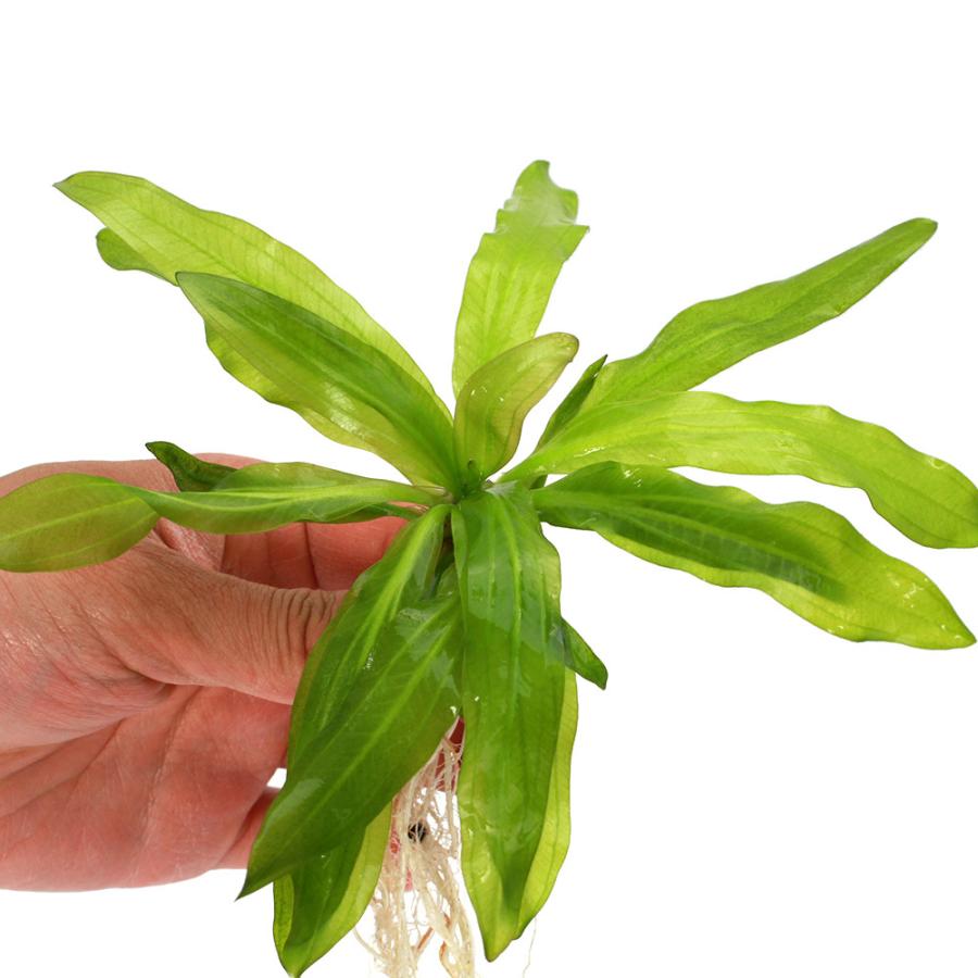 水草）エキノドルス ホレマニーグリーン ウルグアイ産（ヨーロッパ便