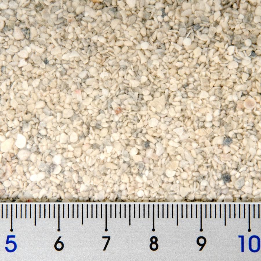 カミハタ カリブシー アラゴナイト シーフローSPグレード リーフ