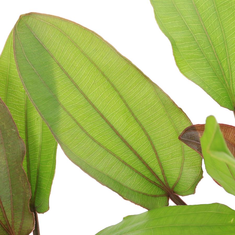 水草）エキノドルス スパイダーネット（水上葉）（無農薬）（1ポット